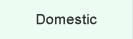 Domestic